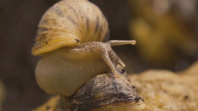 Riesenschnecke zum Dinner: Russe ernährt sich vom Wald